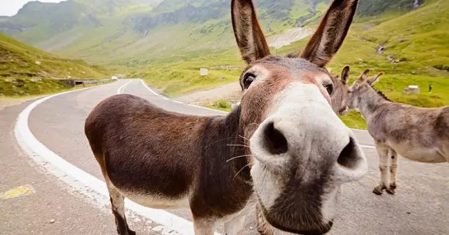 работа денежных мулов объявлена вне Закона